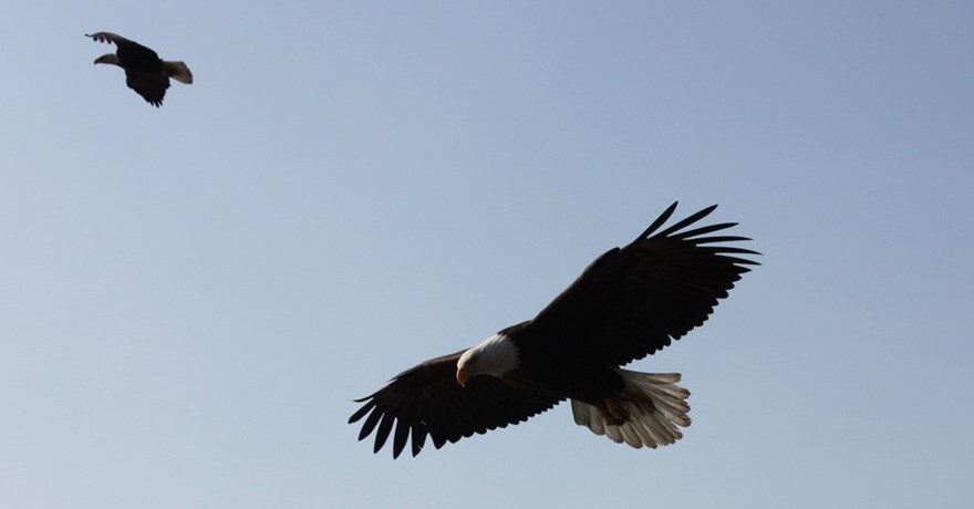 Trails are a great place to spy a variety of beautiful birds, including the bald eagle! | Photo courtesy Boyd Dwyer | CC BY-SA 2.0