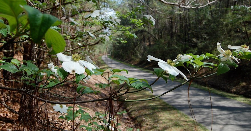 Mississippi's Longleaf Trace | Photo by Jake Lynch