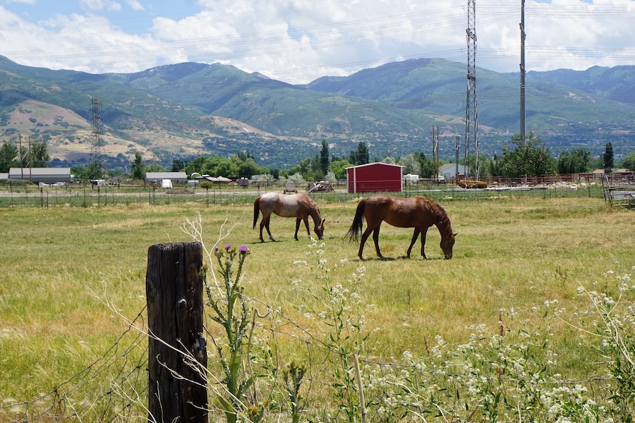 Grazing horses are a common sight along the section of the Legacy Parkway Trail that passes through West Bountiful, Utah. | Photo by Cindy Barks