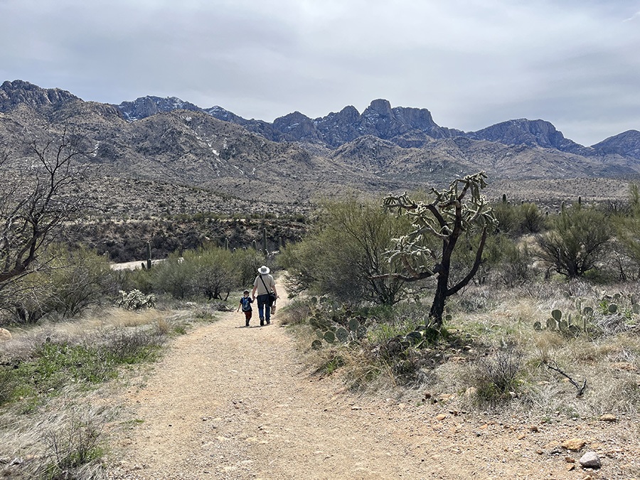 The scenic Catalina State Park in Oro Valley is among the attractions located near the Chuck Huckelberry Loop. | Photo by Cindy Barks