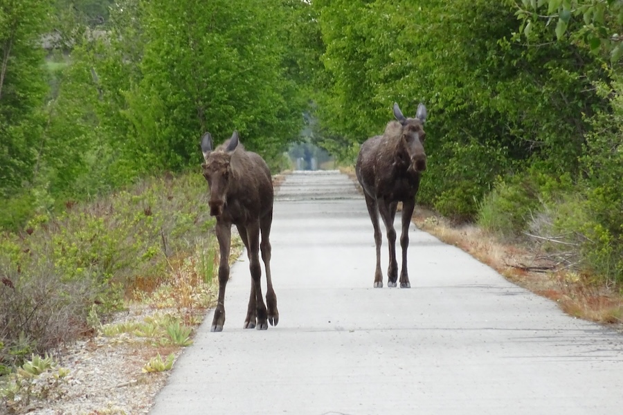 Wildlife on Idaho's Trail of the Coeur d'Alenes | Photo courtesy Idaho Department of Parks and Recreation