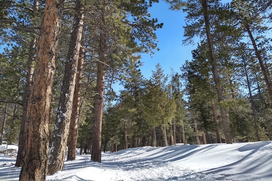 Sendero con raquetas de nieve en el Parque Nacional de las Montañas Rocosas de Colorado | Foto de Scott Stark
