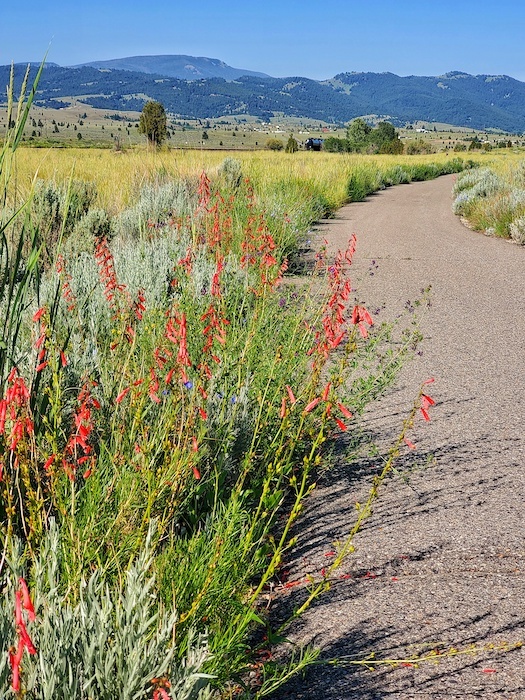 Red penstemon along the Silver Bow Greenway Trail near Ramsay | Photo by Richard I. Gibson