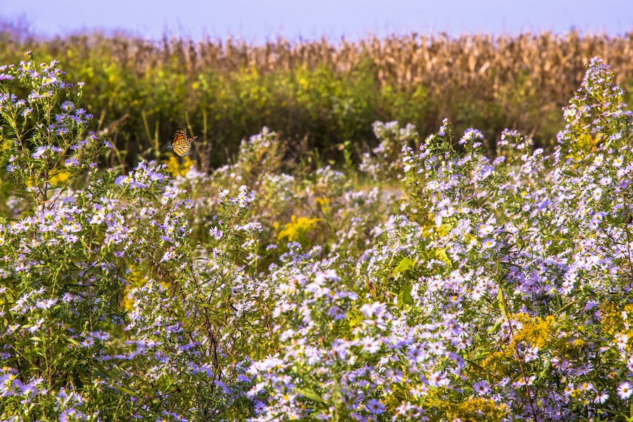 Along the Heartland Pathways in Illinois | Photo by Chris Bucher 2