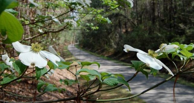 Longleaf Trace | Photo by Jake Lynch