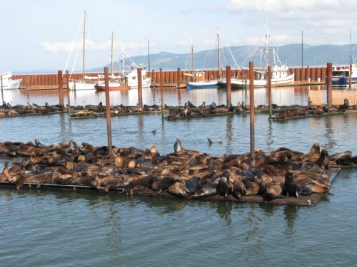 Sea lions on the docks near the Astoria Riverwalk, Ore. | Photo courtesy Astoria Warrenton Area Chamber of Commerce
