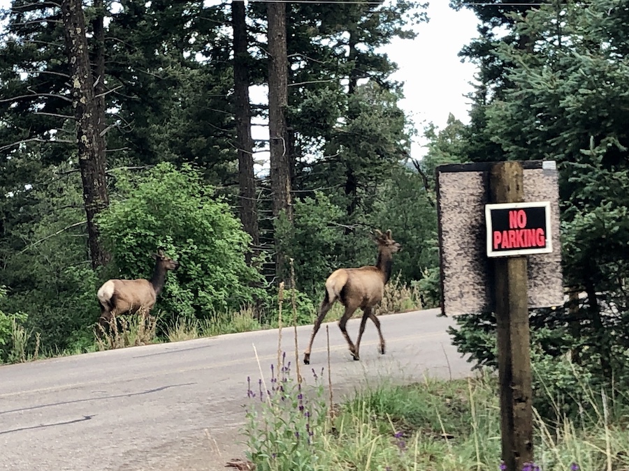 The trailhead for the Cloud-Climbing Trestle Trail is located in the midst of Lincoln National Forest and is frequented by a variety of wildlife. | Photo by Cindy Barks The trailhead for the Cloud-Climbing Trestle Trail is located in the midst of Lincoln National Forest and is frequented by a variety of wildlife. | Photo by Cindy Barks