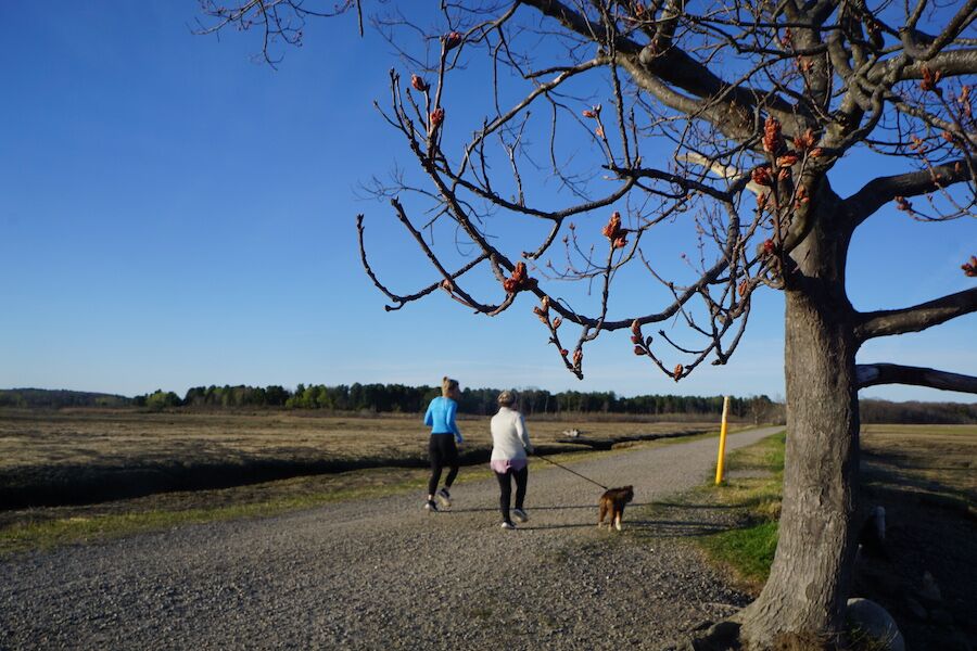 Bordered by budding trees and salt-water ponds, the Eastern Trail through the Scarborough Marsh is a popular destination for locals and visitors. Photo by Cindy Barks. Bordered by budding trees and salt-water ponds, the Eastern Trail through the Scarborough Marsh is a popular destination for locals and visitors. Photo by Cindy Barks.