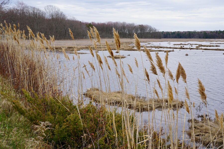 As Maine’s largest saltwater marsh, the Scarborough Marsh features 3,200 acres that are owned by the state and managed as a wildlife management area. The marsh lies along both sides of the Eastern Trail. Photo by Cindy Barks. As Maine’s largest saltwater marsh, the Scarborough Marsh features 3,200 acres that are owned by the state and managed as a wildlife management area. The marsh lies along both sides of the Eastern Trail. Photo by Cindy Barks.