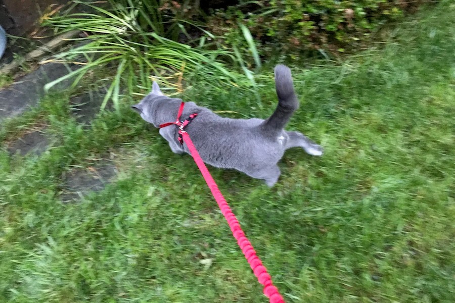 Cuida a Tus Mascotas | Photo by Amy Kapp, courtesy Rails-to-Trails Conservancy