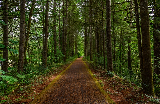Oregon's Banks-Vernonia State Trail | Photo by Joshua Zhu