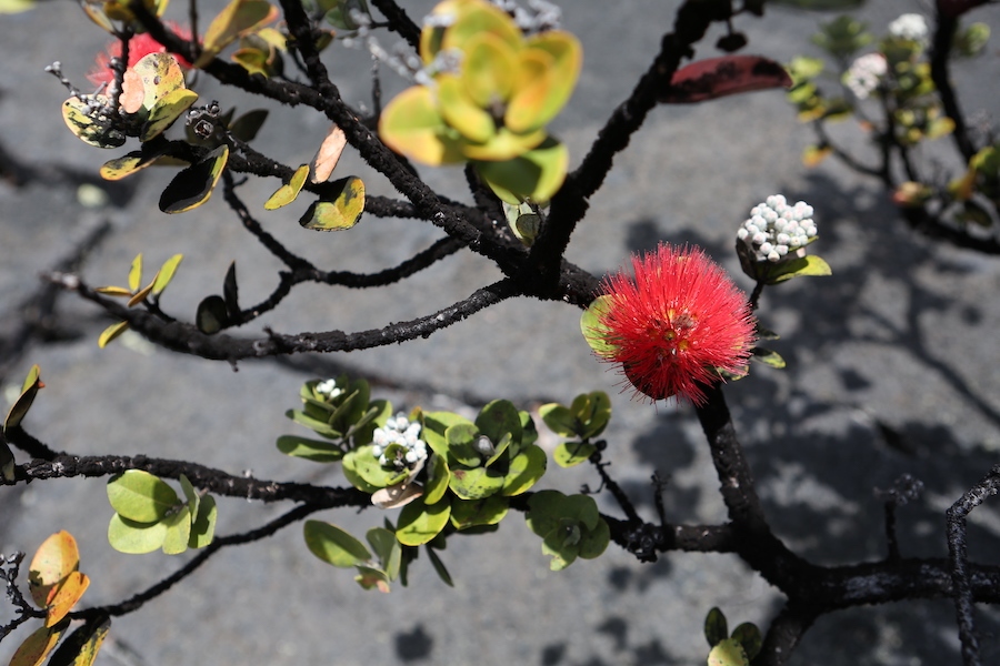 Tree branch | Photo by Scott Stark