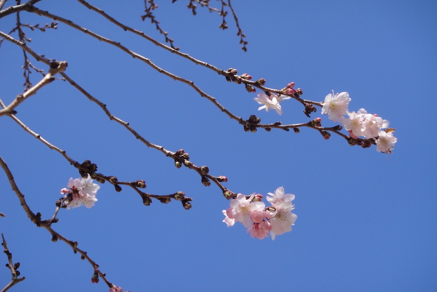Tree branch | Photo by Scott Stark