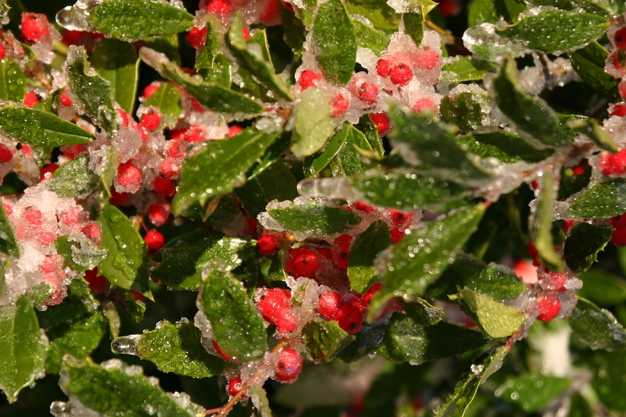 Tree branch with fruit | Photo by Scott Stark
