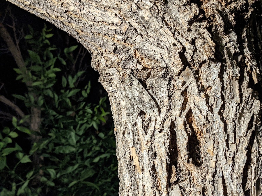 Tree bark | Photo by Scott Stark