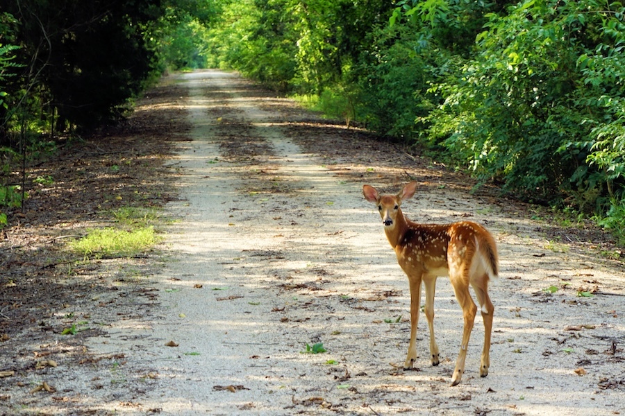 Fawn along the Prairie Spirit Trail State Park near Richmond, Kansas | Photo by Lynn Anderson