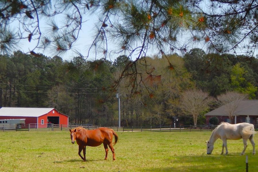 The Longleaf Trace offers views of rural Mississippi | Photo by TrailLink user thejake91739