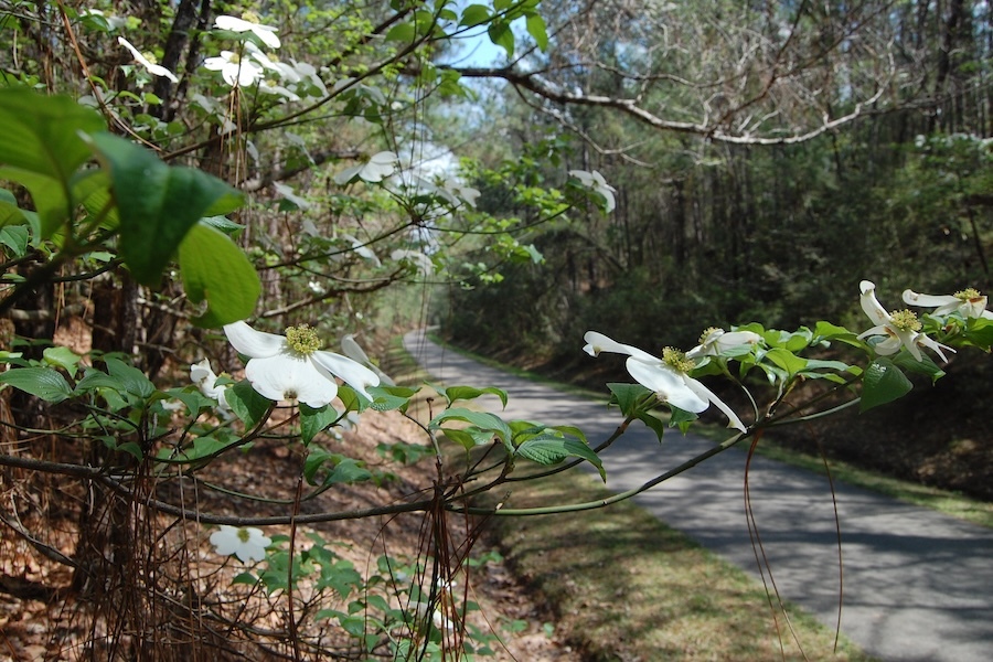 Mississippi's Longleaf Trace | Photo by Jake Lynch