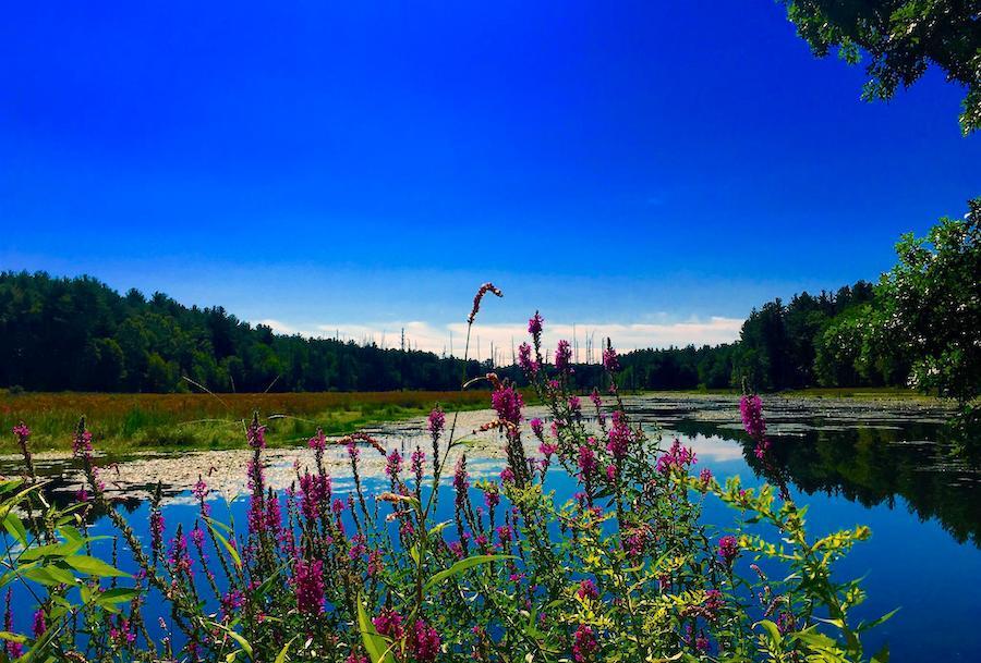Nashua River Rail Trail | Photo by TrailLink user terezajaquez
