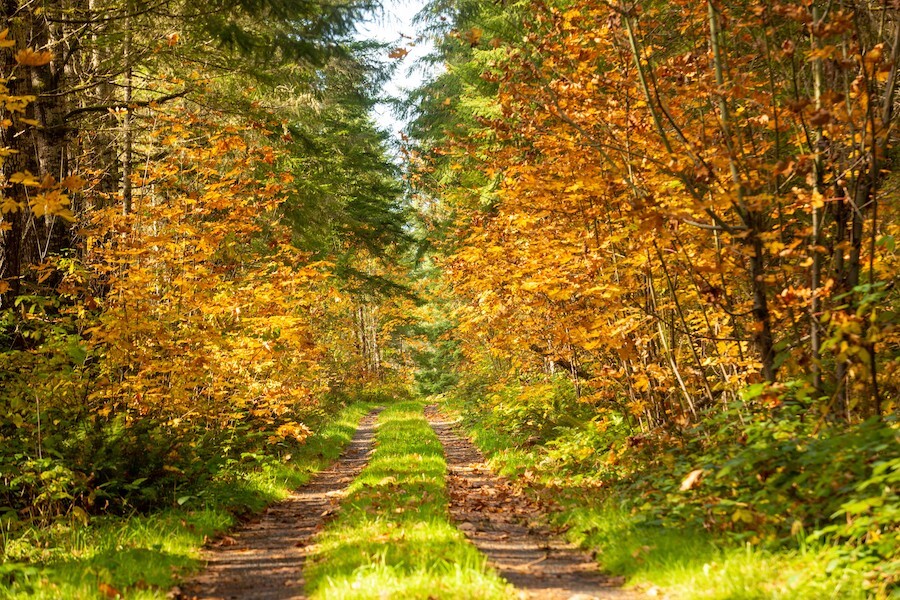 Oregon's Crown Zellerbach Trail | Photo by Dale Latham