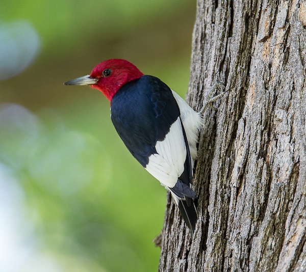 Red-headed Woodpecker | Photo by benjaminjk, courtesy iStock