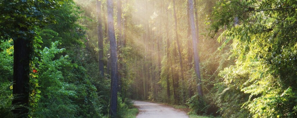 Tammany Trace woodlands | Photo by Mark Orfila