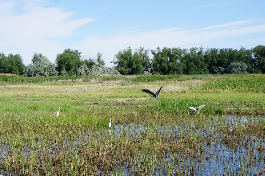 Hundreds of thousands of water birds, songbirds and raptors flock to Utah’s Farmington Bay Waterfowl Management Area in the Salt Lake City area each year. The tall grass and marshes of the management area serve as a nesting place for the migratory birds. The Denver and Rio Grande Western Trail runs nearby. | Photo by Cindy Barks