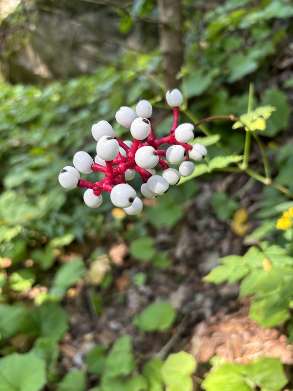 Doll’s-eyes (Actaea pachypoda) | Photo courtesy Laura J. Lehtonen and Stephen M. Young