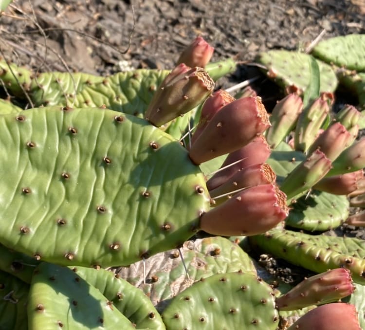 Eastern prickly pear fruits | Photo courtesy Laura J. Lehtonen and Stephen M. Young