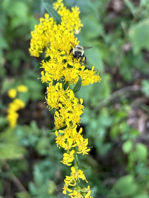 Goldenrod | Photo courtesy Laura J. Lehtonen and Stephen M. Young