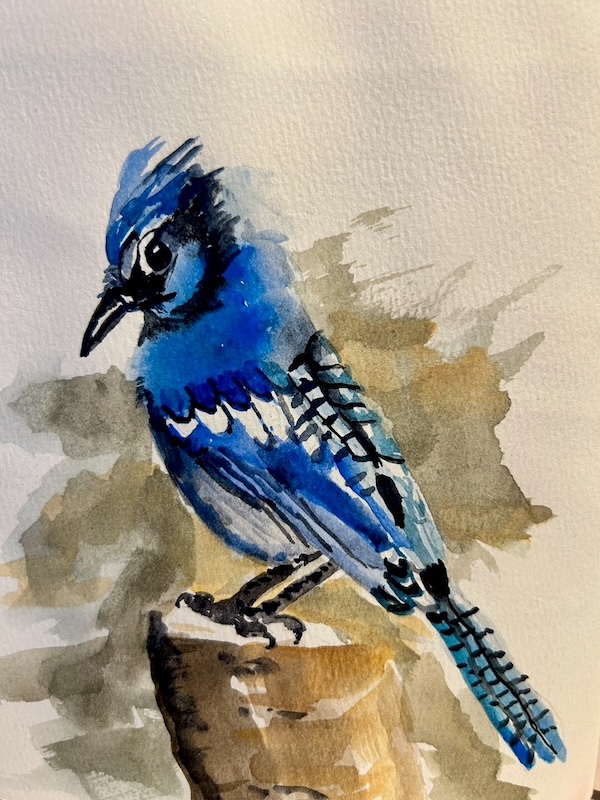 Watercolor painting of a bluejay by Mary Lynn Munro | Courtesy Mary Lynn Munro