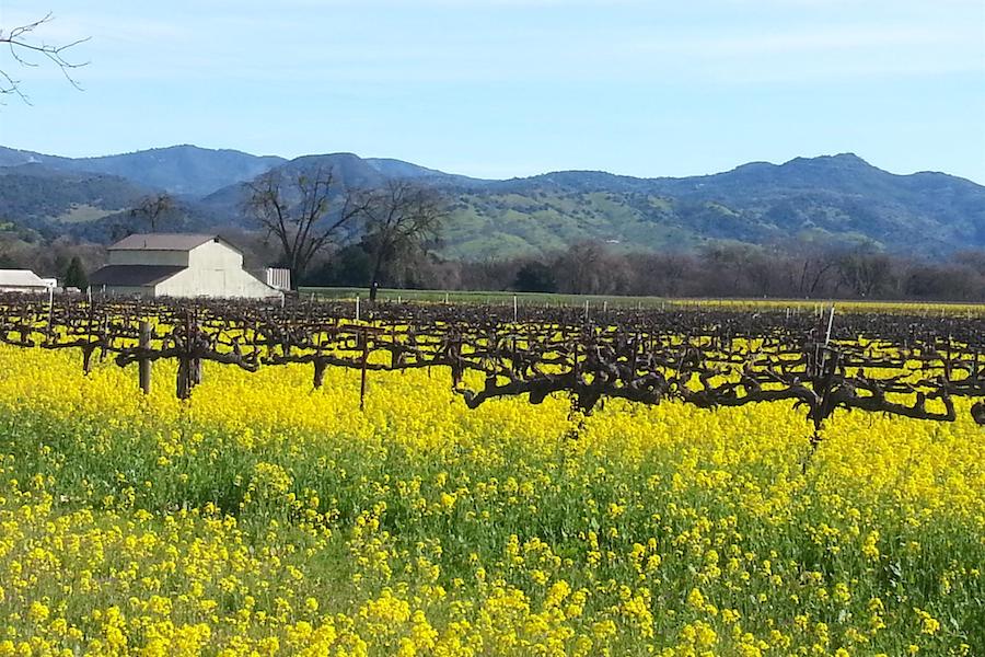 Napa Valley Vine Trail | Photo by TrailLink user tommyonbike