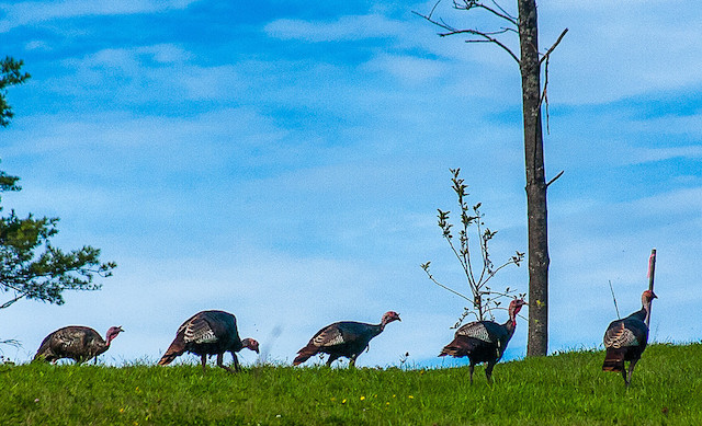 A native to North America, wild turkeys can be found in forests, grasslands and swamps. | Photo courtesy Paul VanDerf | CC BY 2.0