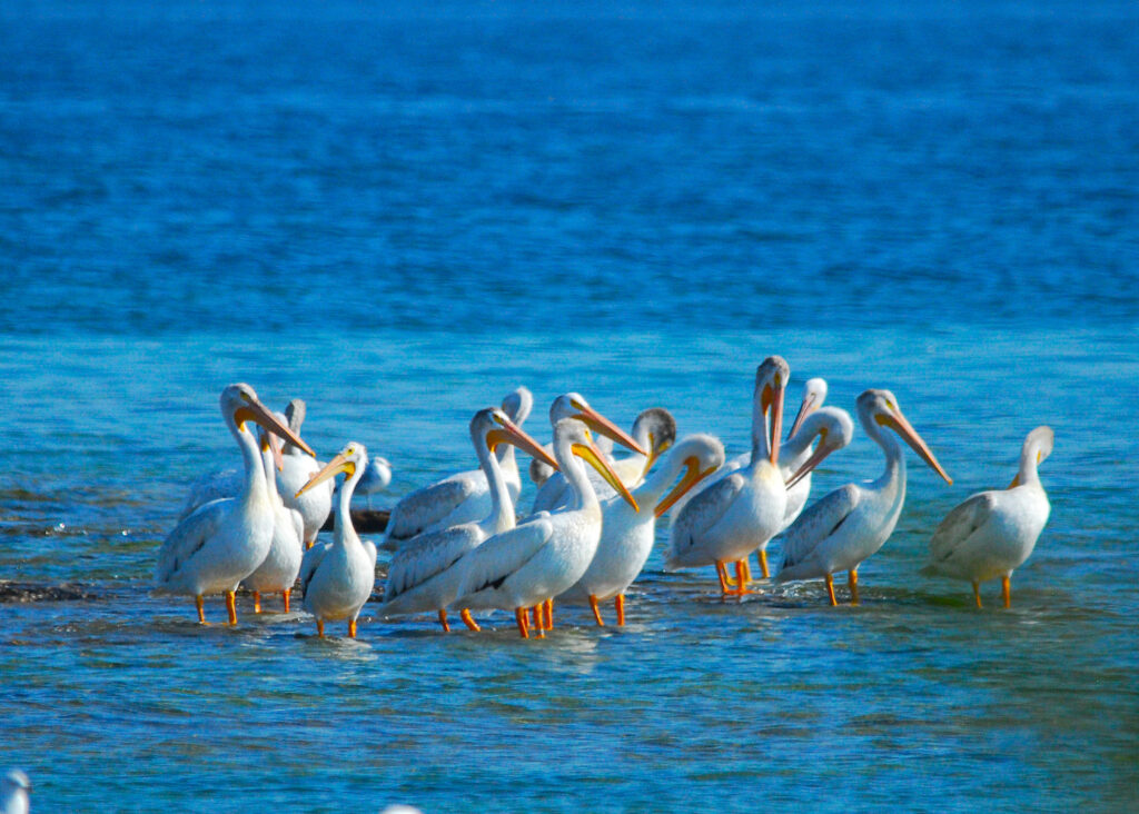 American White Pelicans off the Wisconsin shore side of Lake Michigan | Photo by Joshua Mayer | Photo courtesy Joshua Mayer | CC BY-SA 2.0