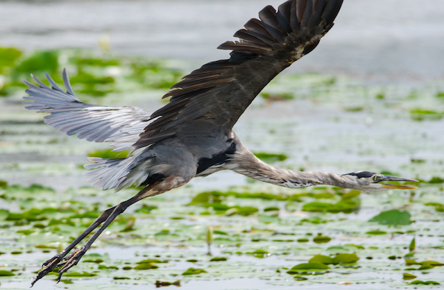 Heron flying at Fort Cooper State Park along Withlacoochee State Trail | Photo by Jerry Gibson
