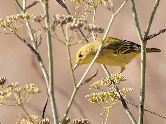 Photo of Yellow Warbler CC chuq-ui via Flickr