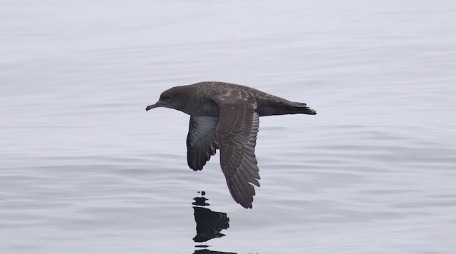 Sooty Shearwaters migrate approximately 40,000 miles each year | Photo by Sophie Webb:NOAA