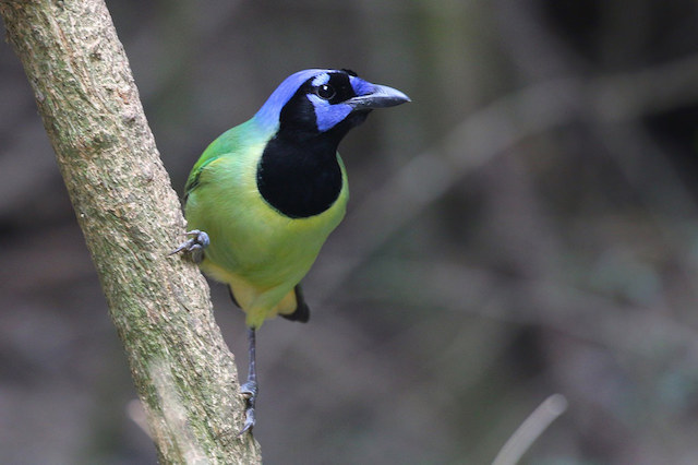 The quick and colorful Green Jay can be found perched in Brownsville, Texas | Photo courtesy dfaulder | CC BY 2.0