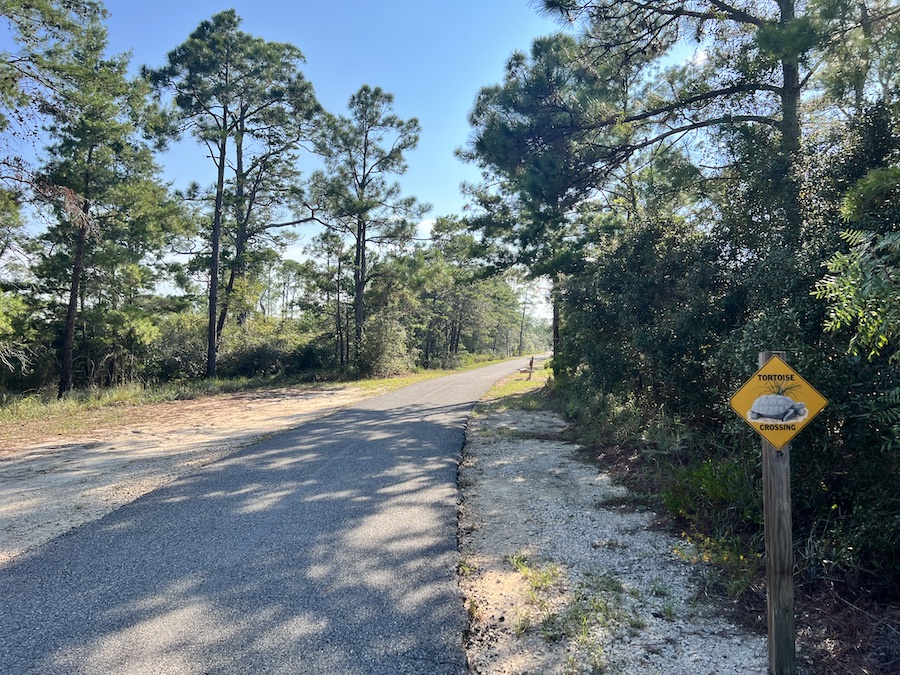 Tortoise crossing along Alabama's Hugh S. Branyon Backcountry Trail | Photo by Robert Annis