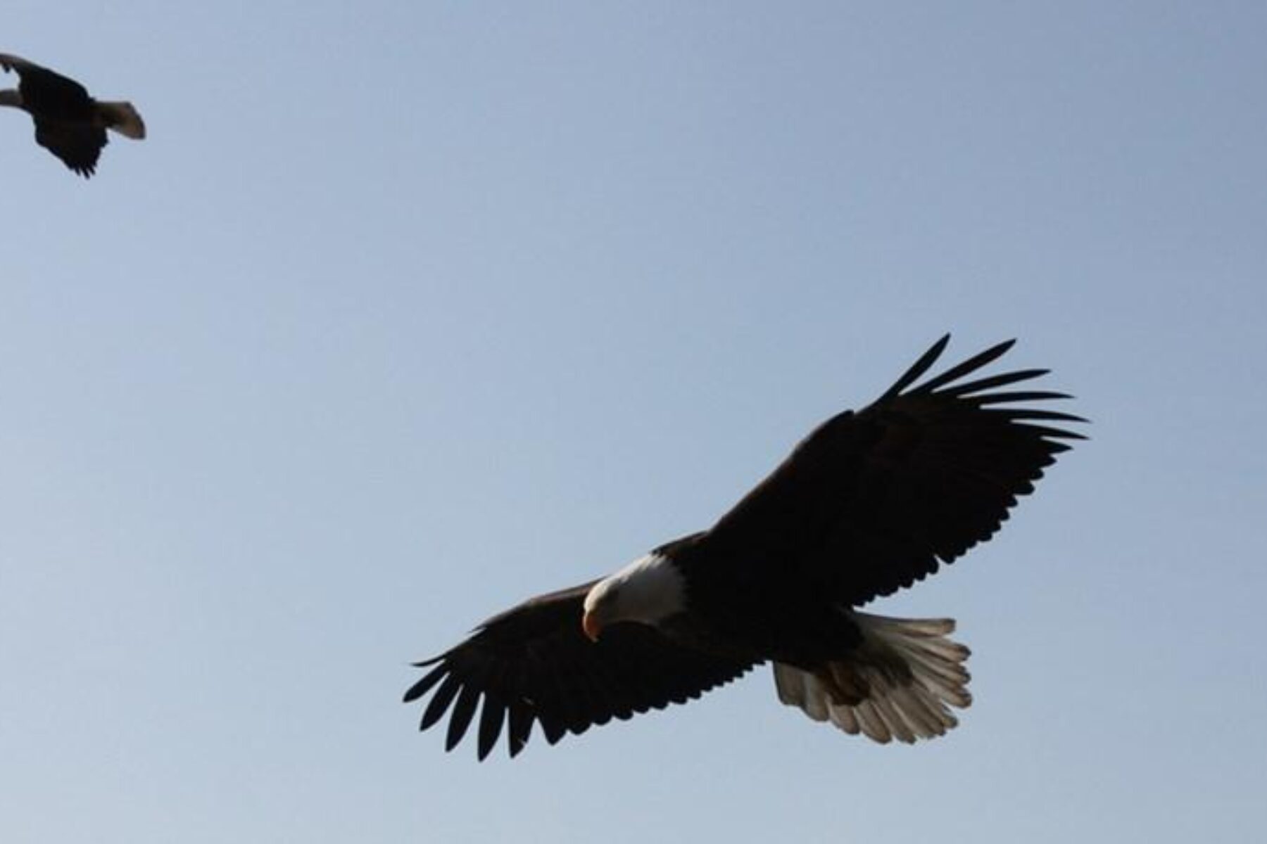 Trails are a great place to spy a variety of beautiful birds, including the bald eagle! | Photo courtesy Boyd Dwyer | CC BY-SA 2.0