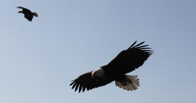 Trails are a great place to spy a variety of beautiful birds, including the bald eagle! | Photo courtesy Boyd Dwyer | CC BY-SA 2.0