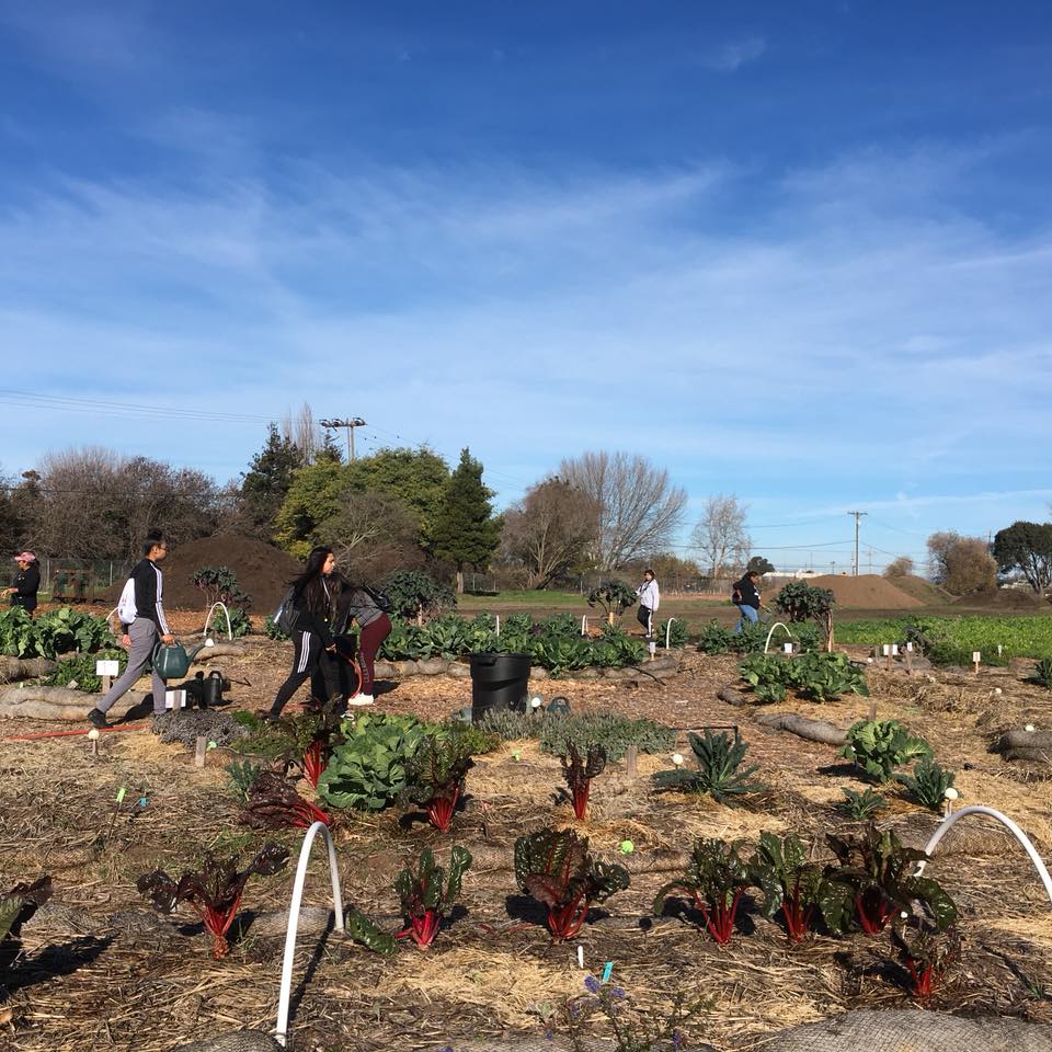 Urban Tilth community garden | Photo courtesy Urban Tilth