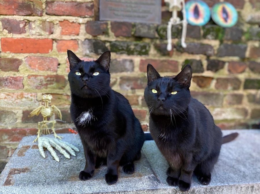 Edgar and Pluto, The Poe Museum's furry feline ambassadors | Photo courtesy The Poe Museum