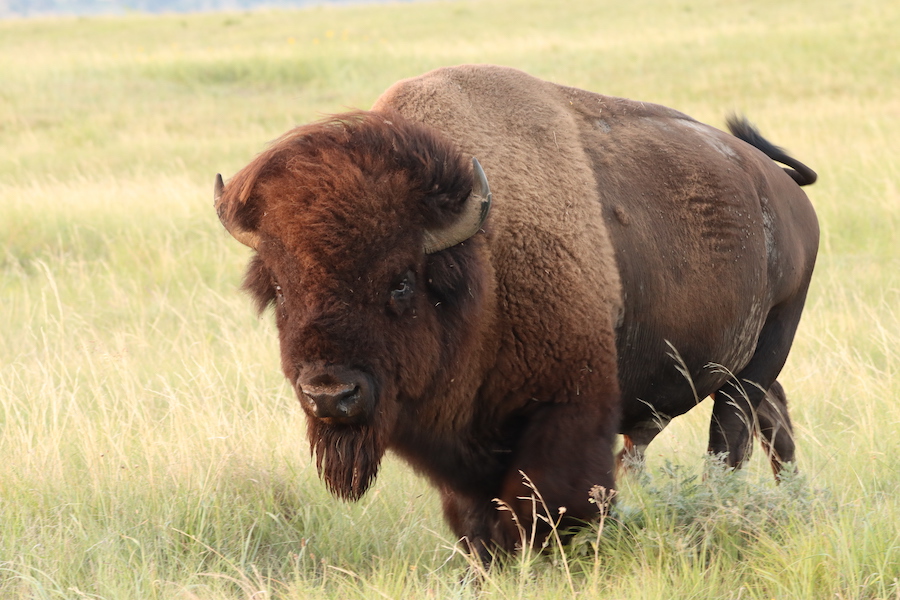 American Bison bull at Nebraska's Fort Niobrara National Wildlife Refuge | Photo by Sandra Uecker, courtesy USFWS Mountain-Prairie