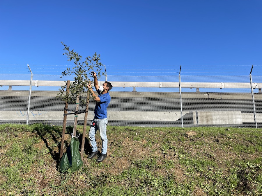 Andrew Avina, an urban forestry technician with Groundwork Richmond, prunes a tree along the Richmond Greenway near the Pullman Portal (on the eastern portion of the trail) in November 2021.
