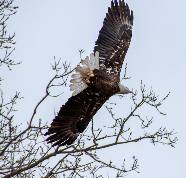 Bald eagle along Indiana's Cardinal Greenway | Photo by Kyle Johnson