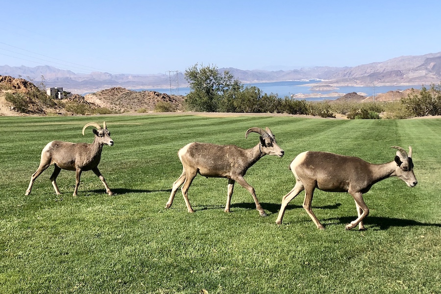 Big Horn Sheep at Hemenway Park in Boulder City, near the Historic Railroad Trail | Photo by Cindy Barks