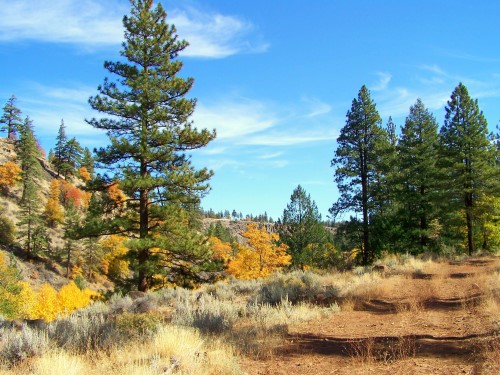 Bizz Johnson National Recreation Trail, California| Photo by Sheri Houck