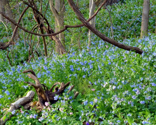 Bluebells at West Virginia University's gorgeous arboretum | Photo by John M. Bocan