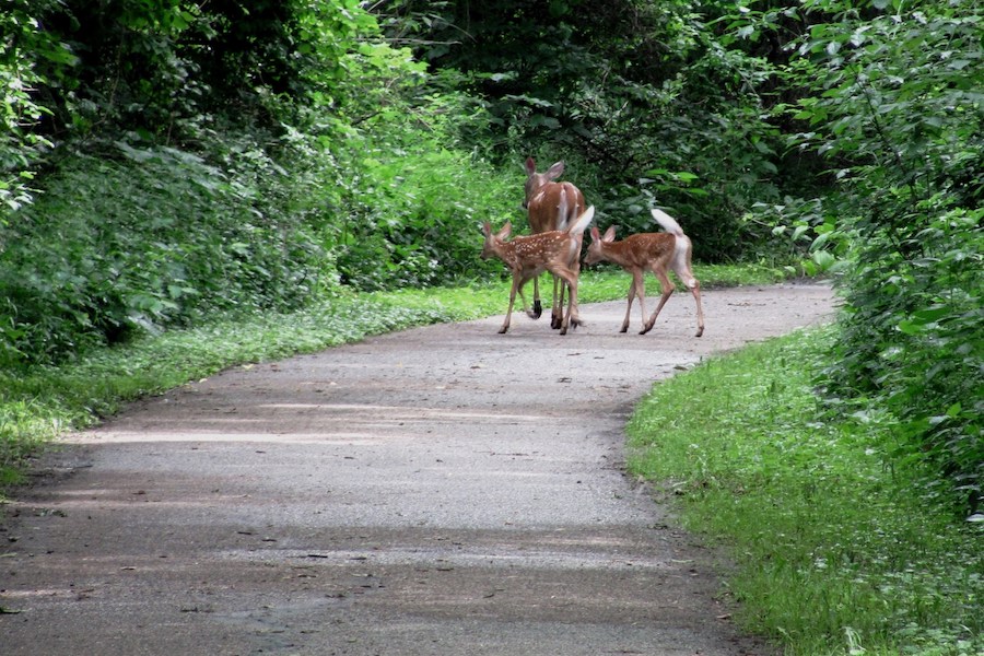 Cedar Valley Nature Trail | Photo by Joan Nanke, courtesy Cedar Falls Tourism